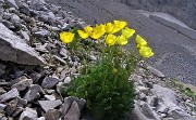 04 Papavero alpino (Papaver rhaetichum) tra i macereti del Mandrone